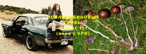 шишки Дмитровск